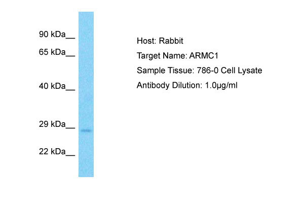 1 - ARMC1 Antibody - C-terminal region AI16081
