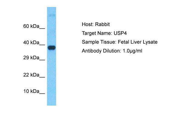 1 - USP4 Antibody - C-terminal region AI16082