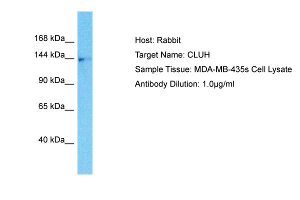 1 - CLUH Antibody - C-terminal region AI16083