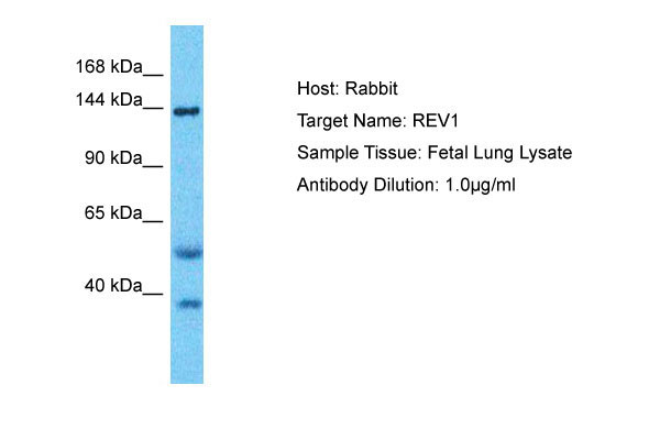 1 - REV1 Antibody - C-terminal region AI16092