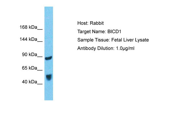 1 - BICD1 Antibody - N-terminal region AI16095