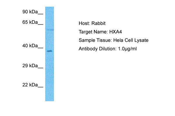 1 - HXA4 Antibody - N-terminal region AI16107