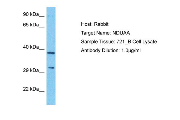 1 - NDUAA Antibody - N-terminal region AI16111