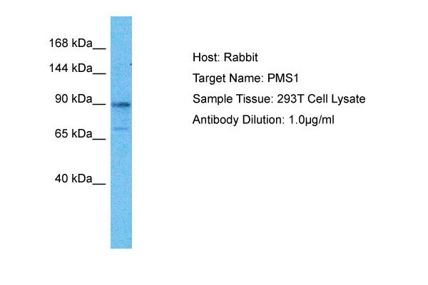 1 - PMS1 Antibody - middle region AI16116