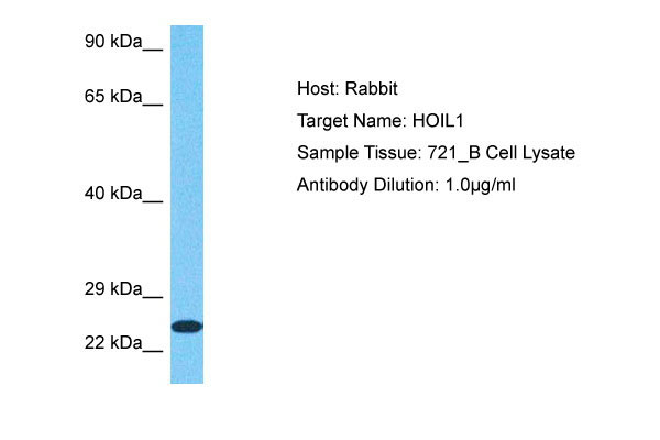 1 - HOIL1 Antibody - middle region AI16121
