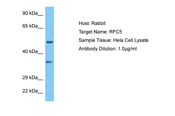 1 - RFC5 Antibody - N-terminal region AI16122
