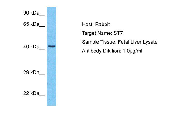 1 - ST7 Antibody - middle region AI16131