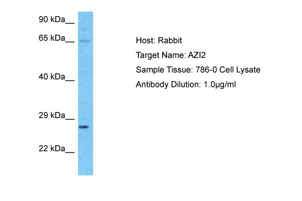 1 - AZI2 Antibody - C-terminal region AI16141