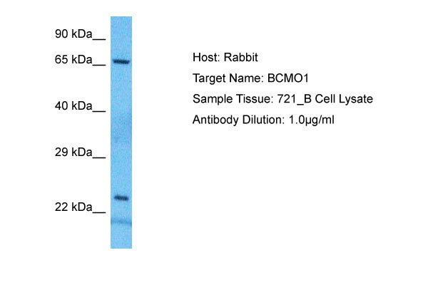 1 - BCMO1 Antibody - N-terminal region AI16142