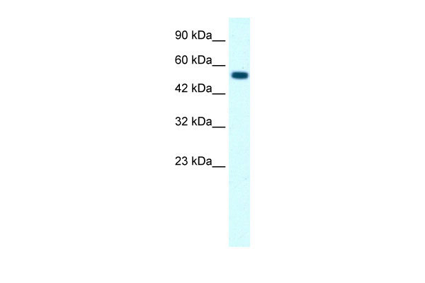 1 - GLRA1 antibody - middle region AI16200