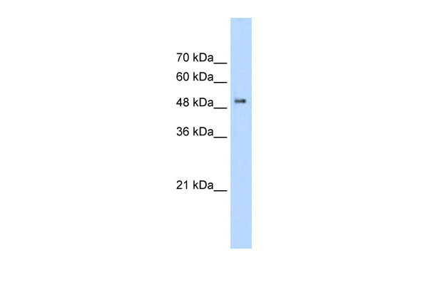 1 - PACSIN1 antibody - C-terminal region AI16213