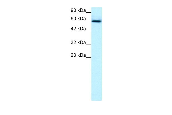 1 - GABPA antibody - C-terminal region AI16246