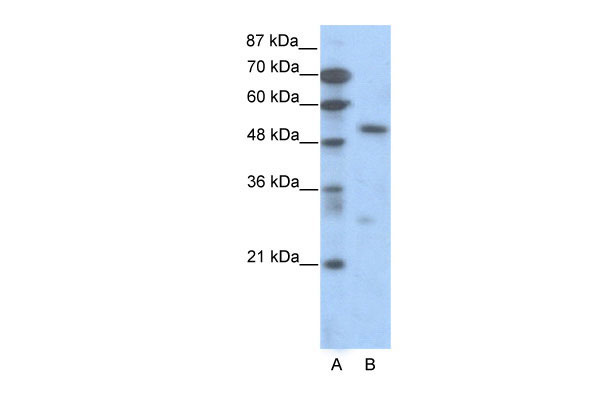 1 - TCF7 antibody - C-terminal region AI16258