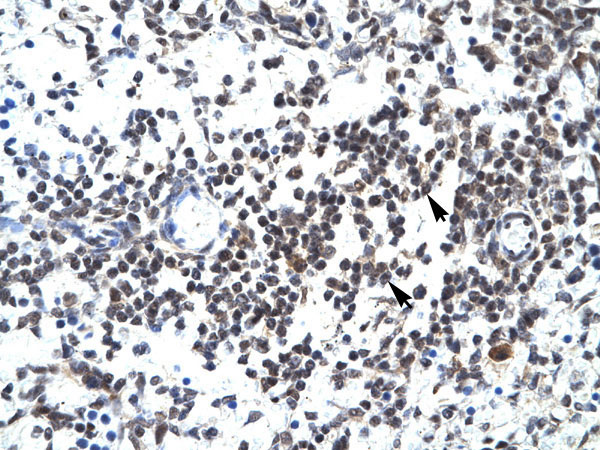 2 - GABPB2 antibody - C-terminal region AI16262