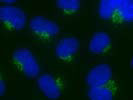 2 - NUCB1 antibody - C-terminal region AI16270