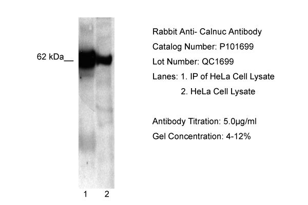 1 - NUCB1 antibody - C-terminal region AI16270