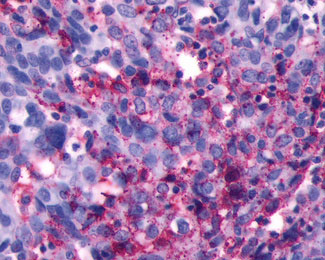 2 - LHCGR / LHR / LH Receptor Antibody (C-Terminus) ALS10362