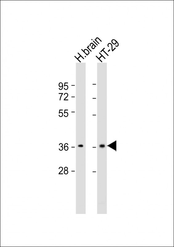 1 - OR2T7 Antibody (C-term) AP21699b