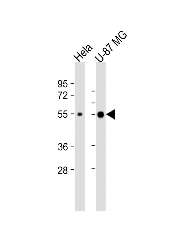 1 - NXF3 Antibody (N-Term) AP21734a