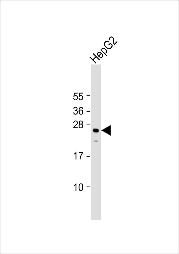 1 - NXPH3 Antibody AP53313