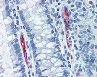 2 - MAdCAM-1 Antibody (clone 314G8, Low Endotoxin) ALS12759