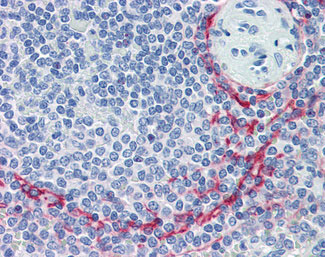 2 - MAdCAM-1 Antibody (clone 314G8, Low Endotoxin) ALS12759