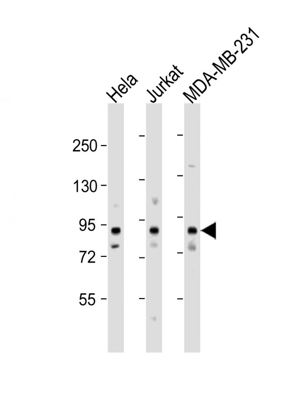 1 - MYSM1 Antibody  (N-term) AP10517a