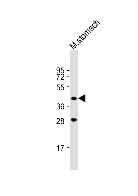1 - MBOAT4 Antibody (Center) AP12316c