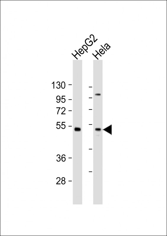1 - ZFP2 Antibody (C-Term) AP21783b
