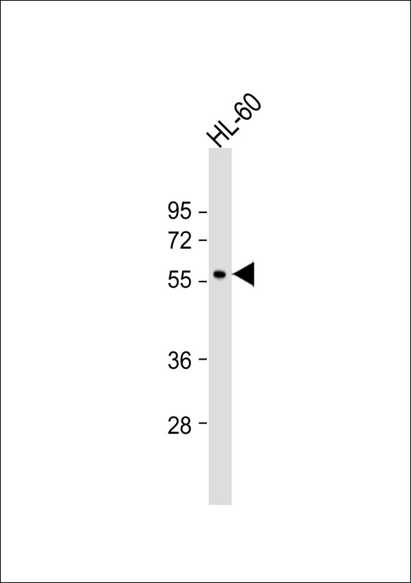 1 - WIPF1 Antibody AP53378