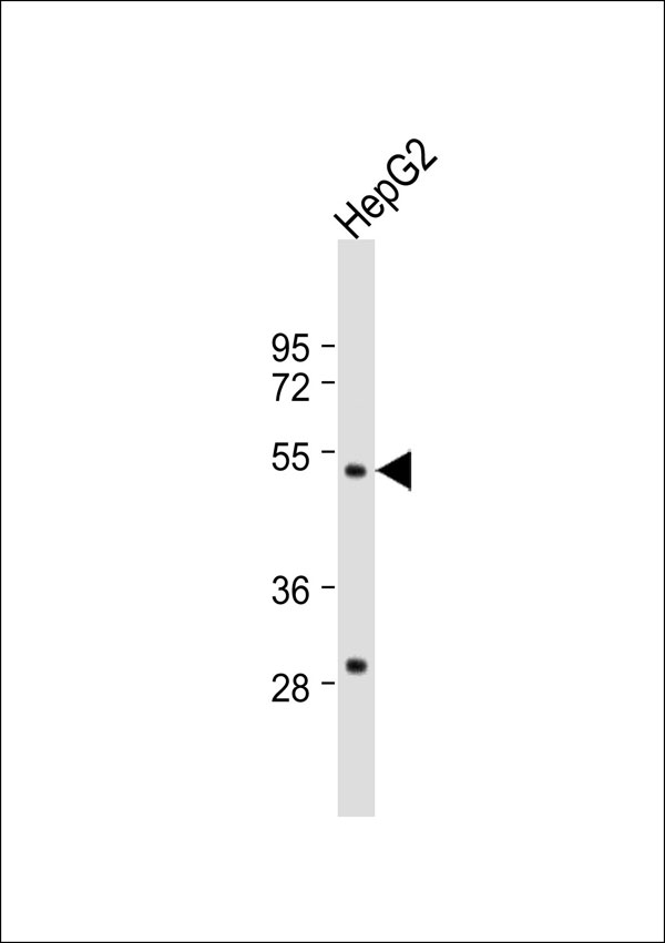 1 - ZFP36L2 Antibody AP53380