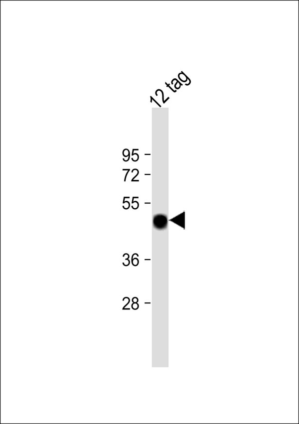 1 - Glu Tag Antibody AP53382