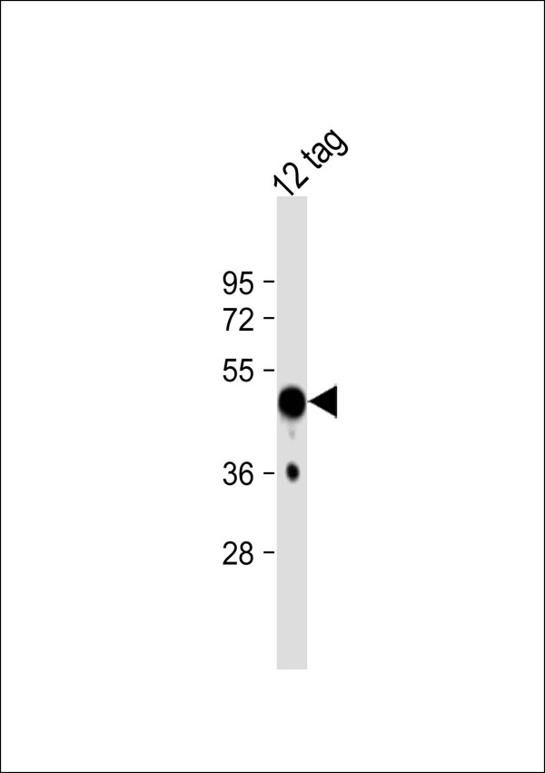 1 - HSV Tag Antibody AP53383