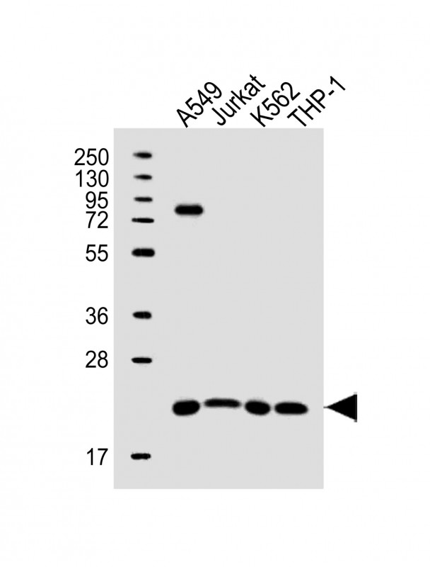1 - SLAMF9 Antibody (C-term) AP16284b