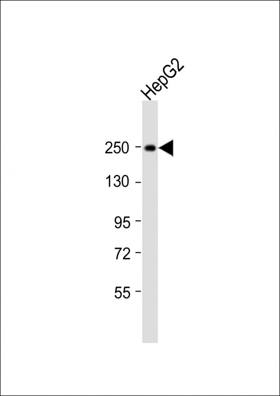 1 - MYO5B Antibody (N-Term) AP21849a