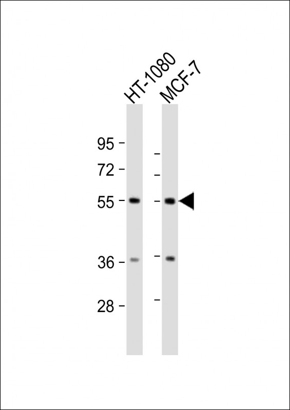 1 - TMEM184C Antibody (C-Term) AP21875b