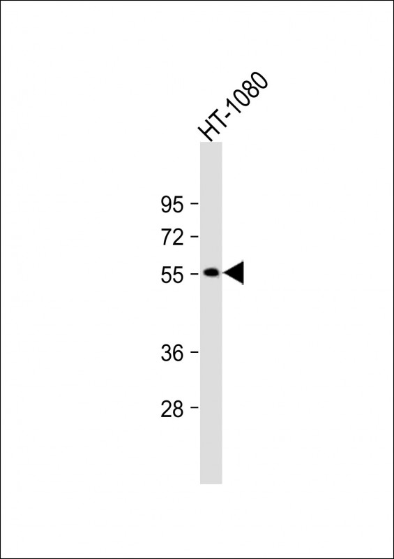 1 - NPRL3 Antibody (N-Term) AP21877a