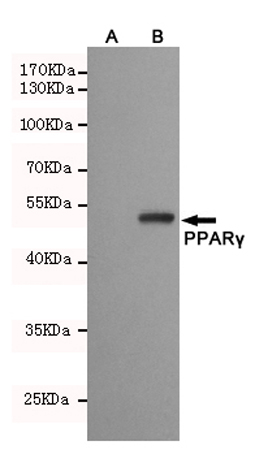 1 - Anti-PPARγ Antibody AP53388