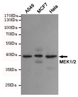 1 - Anti-MEK1/2 Monoclonal Antibody AP53390