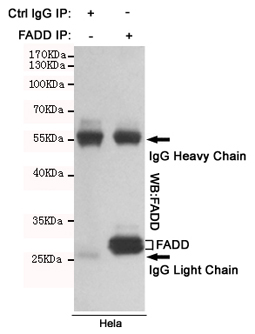 5 - Anti-FADD Antibody AP53393