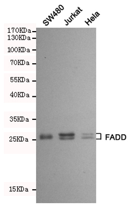 1 - Anti-FADD Antibody AP53393