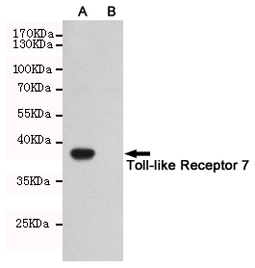 1 - Anti-Toll-like Receptor 7 Antibody AP53404