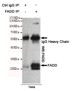 5 - Anti-FADD Antibody AP53407