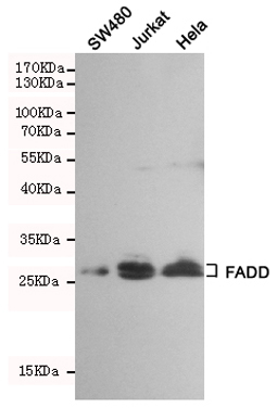 1 - Anti-FADD Antibody AP53407