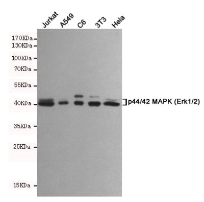 1 - Anti-p44/42 MAPK (Erk1/2) Antibody AP53412