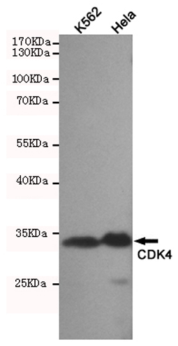 1 - Anti-CDK4 Antibody AP53463
