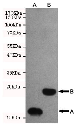 1 - Anti-Trx-tag Antibody AP53464