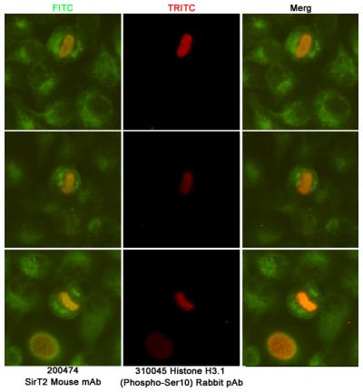 8 - Anti-SirT2 Antibody AP53473