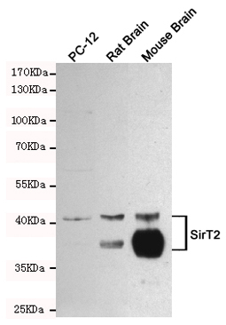1 - Anti-SirT2 Antibody AP53473