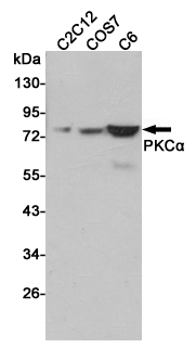 1 - Anti-PKCa Antibody AP53485